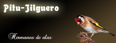 L'Jilguero d'America(Carduelis Tristis) Pitu10
