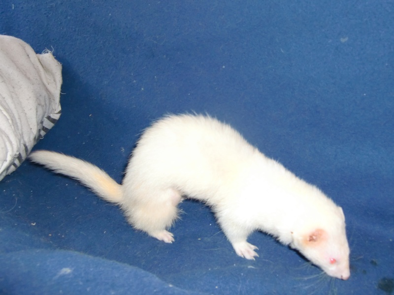 Abba, furette albinos renommée Nami - Adoptée par Yuko 04410