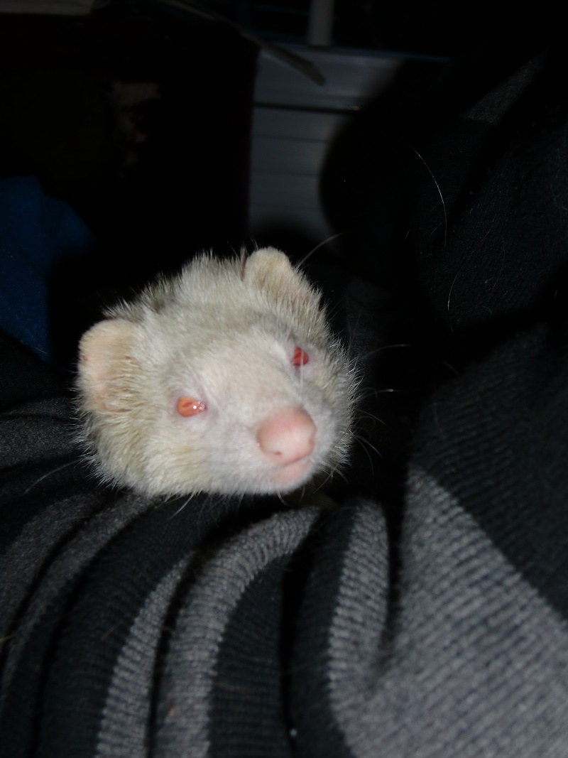 Abba, furette albinos renommée Nami - Adoptée par Yuko Cimg0711