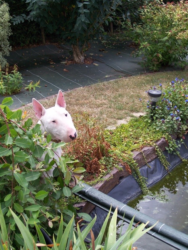 Bull terrier 5 ans mâle non castré Bulkl_10