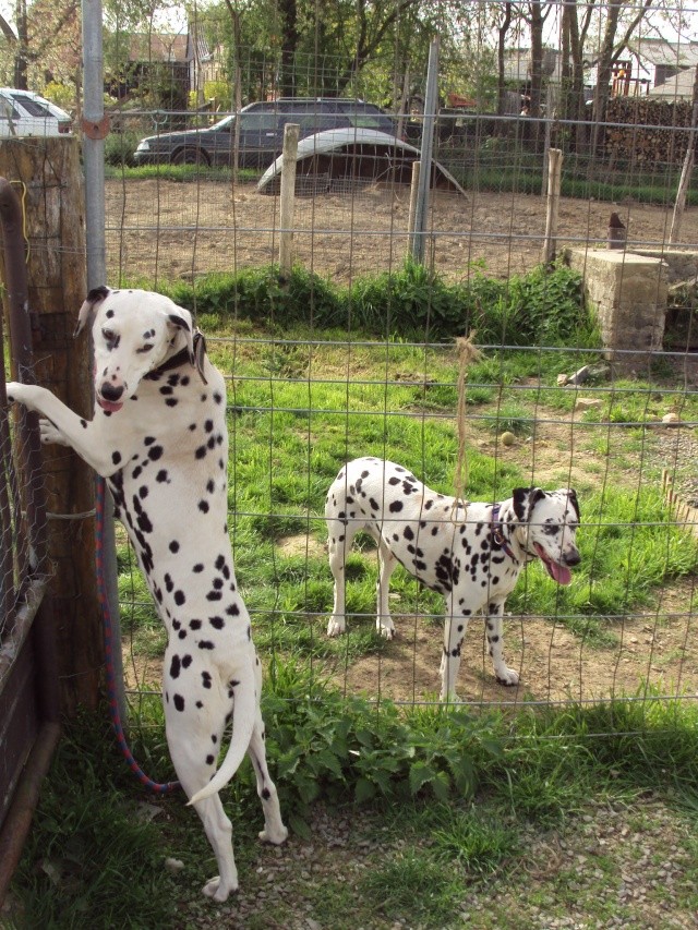 TATIANA - dalmatien F - 8 ans - asso Bêtes de Scène - en FA (dpt 35) Dsc03820