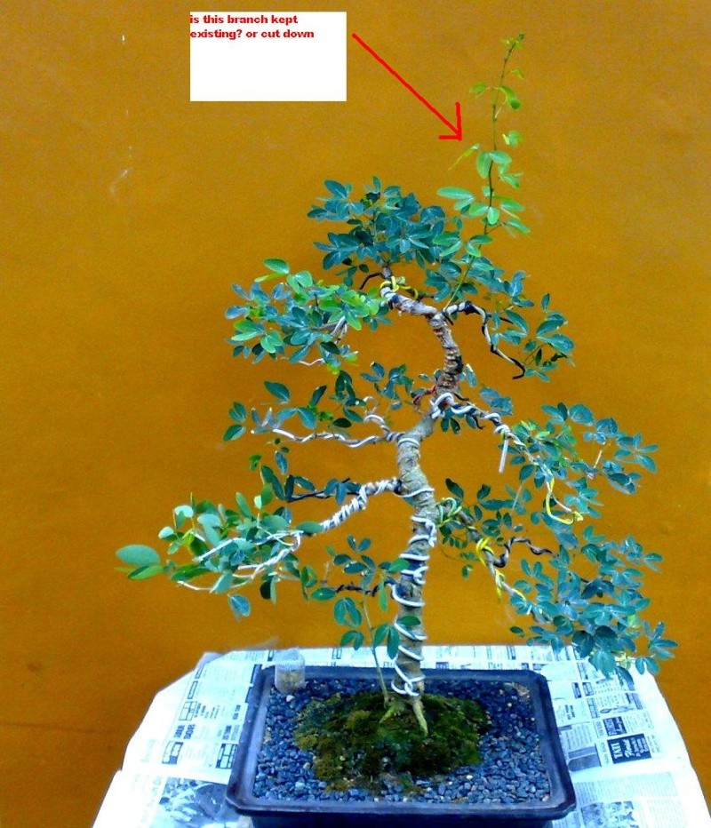 The branch is kept existing or cut down Ibc_up10