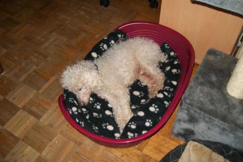 JONAS -TYPE CANICHE MALE 13 ANS - ADOPTE 49810