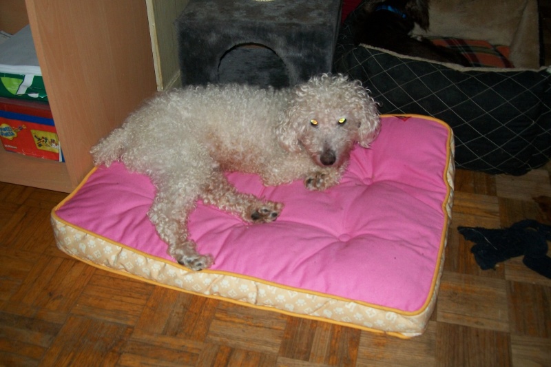 JONAS -TYPE CANICHE MALE 13 ANS - ADOPTE 55010