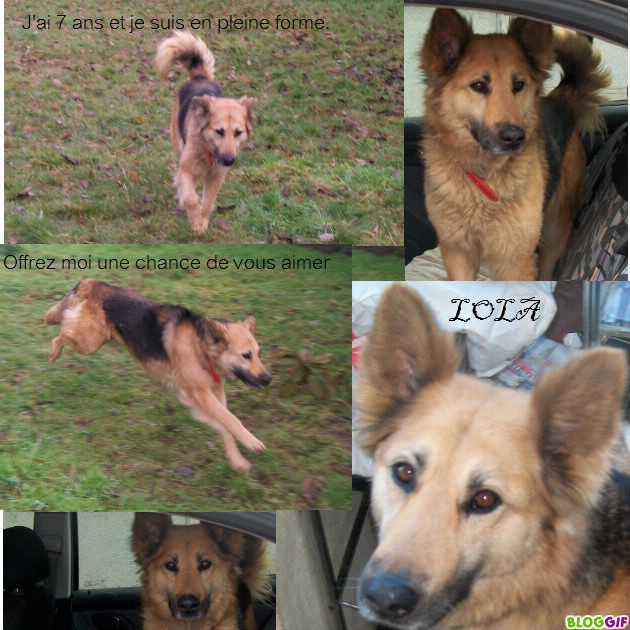LOLA type Berger allemand 7 ans Affich14