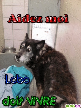  LOBO papy croisé husky-berger - 10 ans - fourrière - 62  (ADOPTE)  Aide_l10