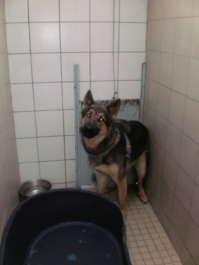 BEAU berger allemand de 2 ans urgence fourriere 62 (adopté) Beausa10