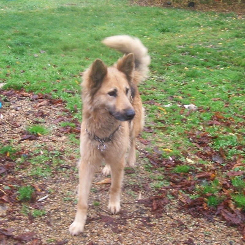 LOLA -type ba- poils longs-  9 ans -URGENT -dept 72 Dolly_21