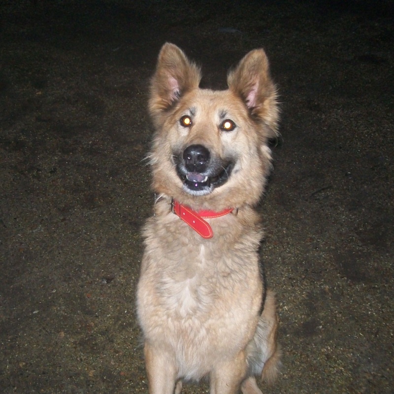 LOLA type Berger allemand 7 ans Dolly_25