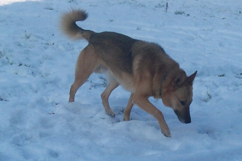 VOLCAN BAx BBMalinois de 8ans - en pension (72) La_nei50