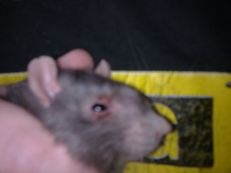 mon rat a une grosse bosse et l'oeil rouge  24122010