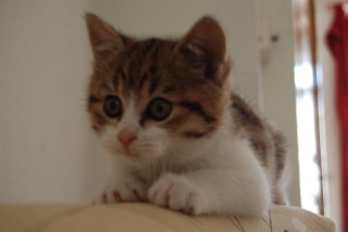 Houpa, chaton  tigré et blanc  2 mois à mi Mai Dsc_2011