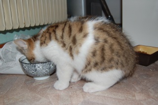 Houpa, chaton  tigré et blanc  2 mois à mi Mai Dsc_2113