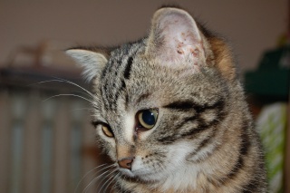 Fizz, chatonne tigrée, née fin juillet 2010 Dsc_3111
