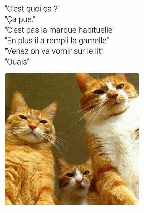 HUMOUR : le chat dans tous ses états - Page 26 37984110