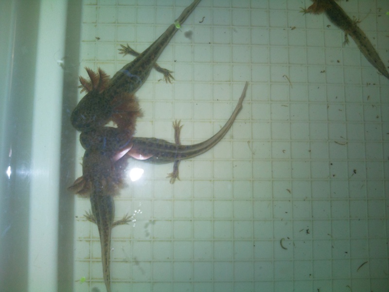 [vends] axolotl fauves ( 95 75 idf) Photo314