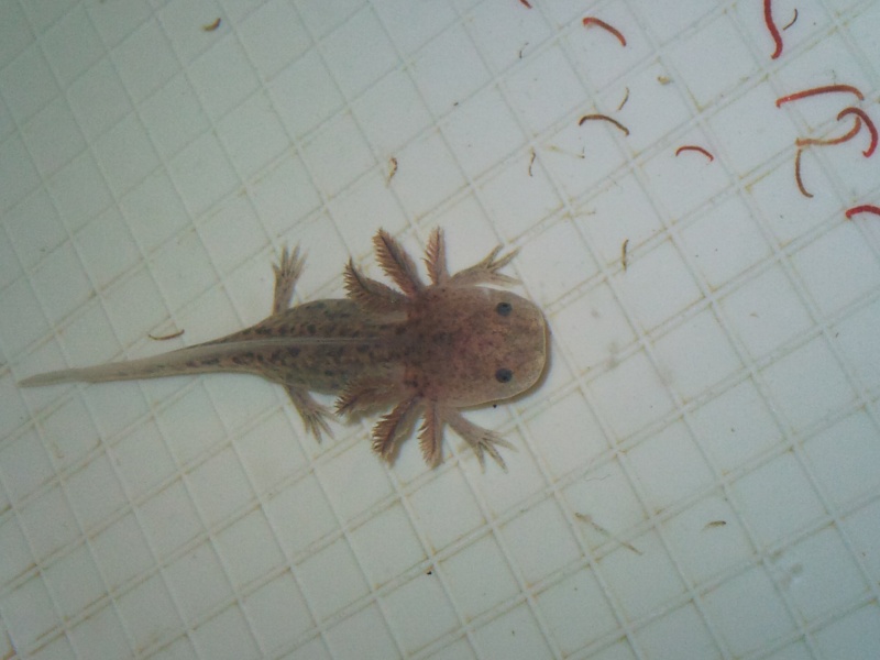 axolotl - [vends] axolotl fauves ( 95 75 idf) Photo316