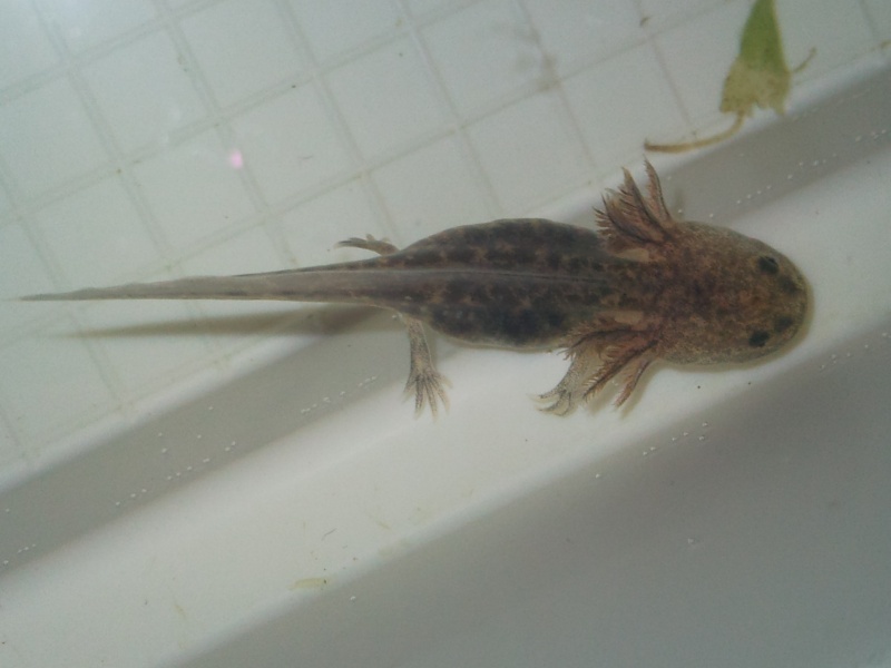 [vends] axolotl fauves ( 95 75 idf) Photo318