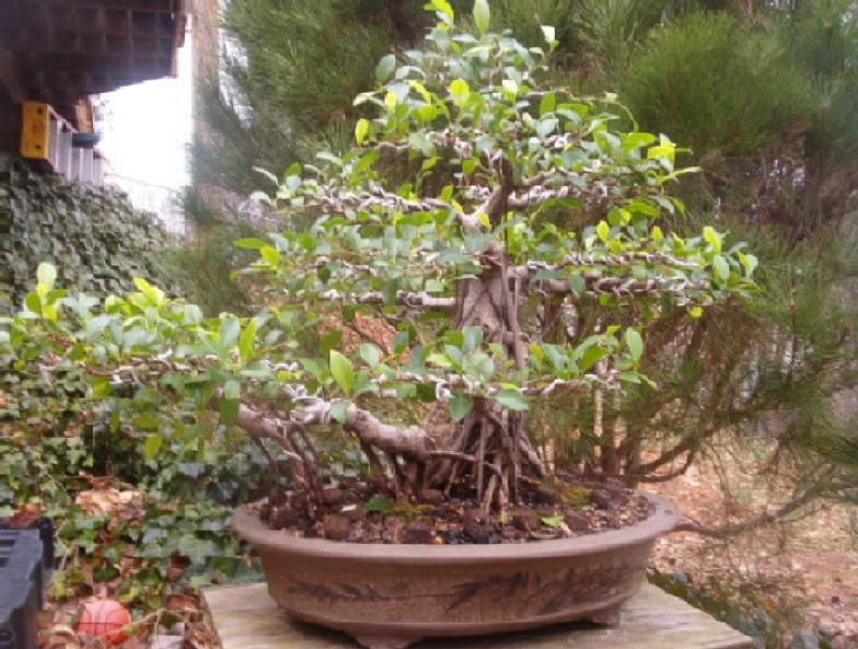 Ficus over the years Ficus_11