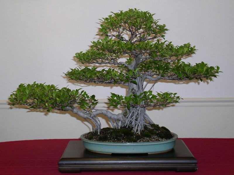 Ficus over the years Ficus_13