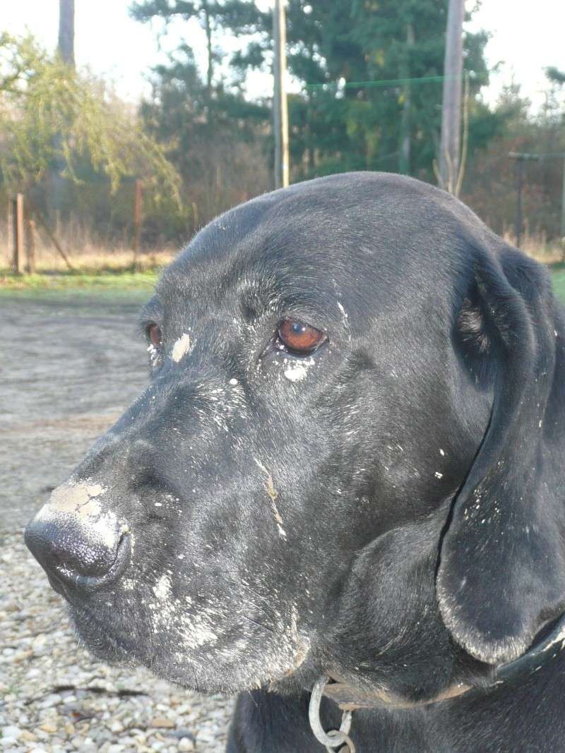 berlioz labrador croisé chien de chasse noir mâle de 3 ans dpt 06 - Page 2 P1010311