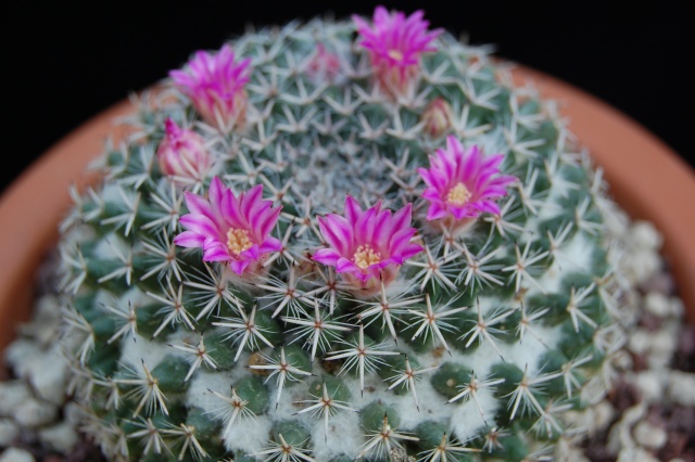 mammillaria bachmannii -2010016