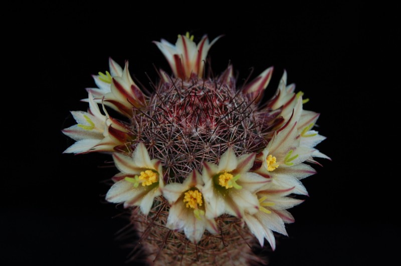 Mammillaria dioica 1043-211