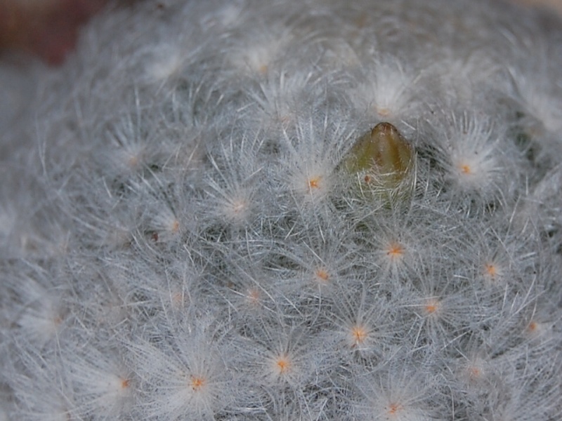 Mammillaria plumosa 1635-210
