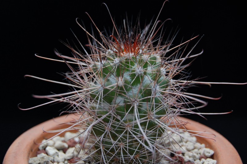 Mammillaria pondii 2217-210