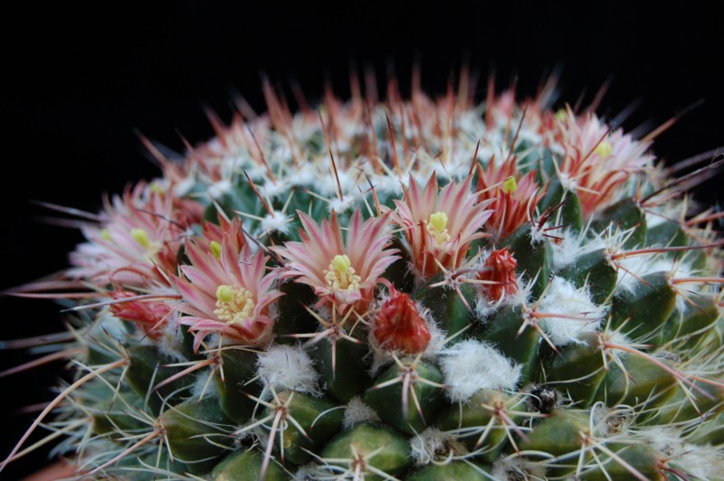 Mammillaria multiseta 2526-210