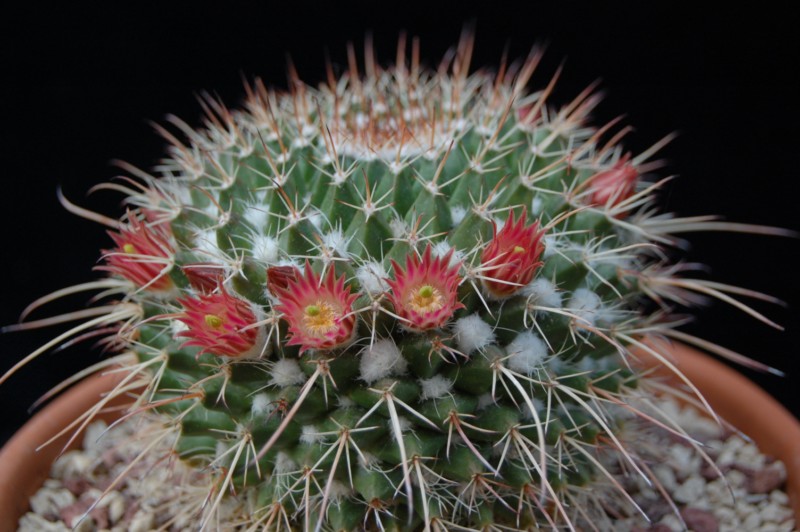 Mammillaria multiseta 2527-210