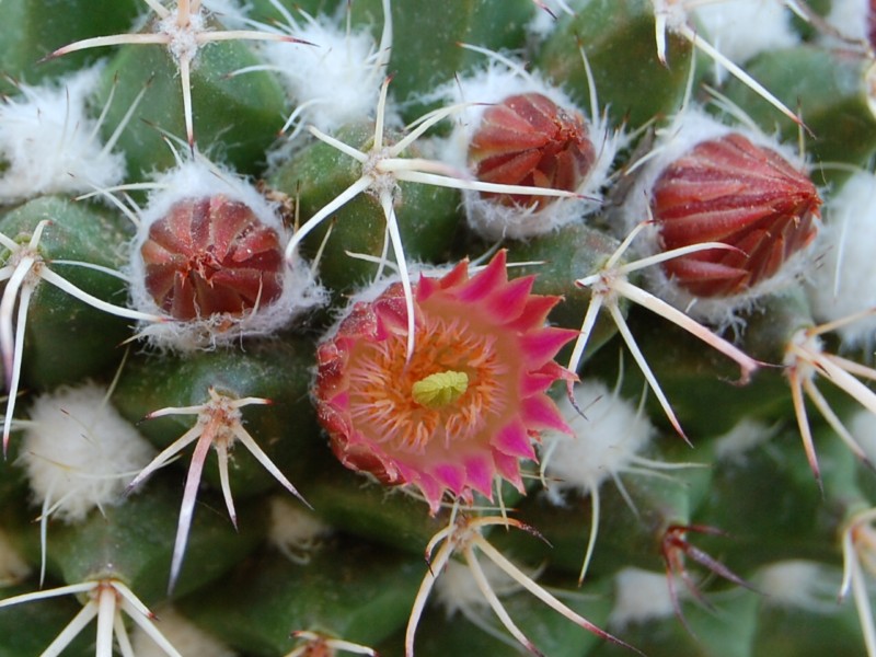 Mammillaria multiseta 2527-211