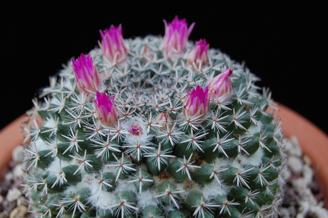 mammillaria bachmannii 2548-210