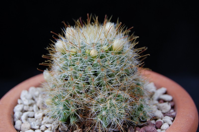 Mammillaria glochidiata 2589-210