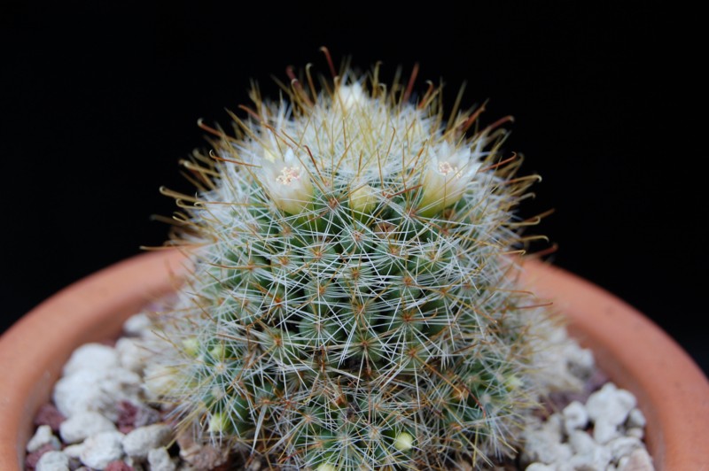 Mammillaria glochidiata 2589-211