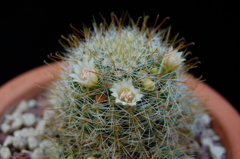 Mammillaria glochidiata 2589-212