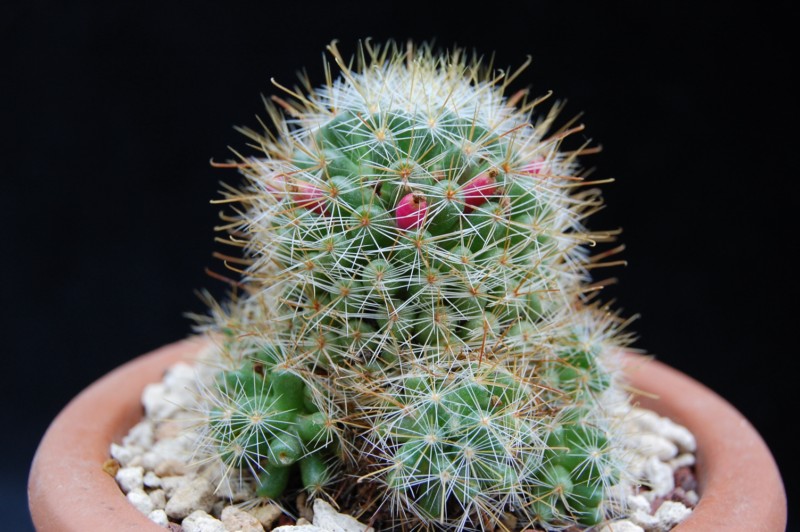 Mammillaria glochidiata 2589-213