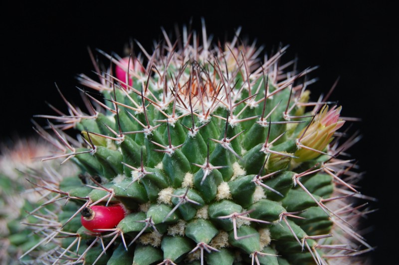 Mammillaria carnea 2643-c15