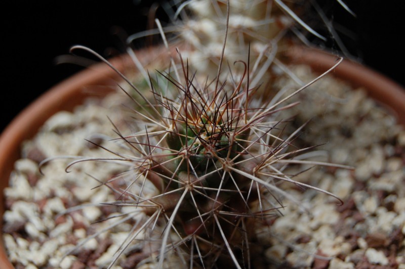 Mammillaria poselgeri 2750-210