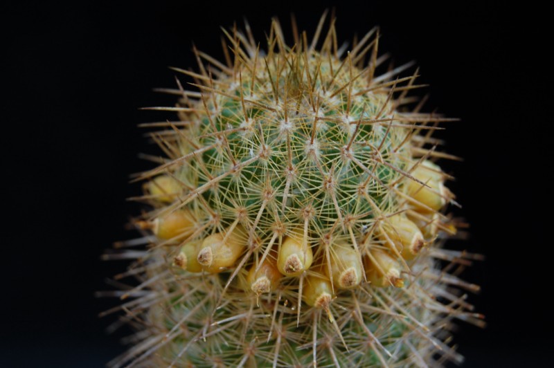 Mammillaria eriacantha 2765-211