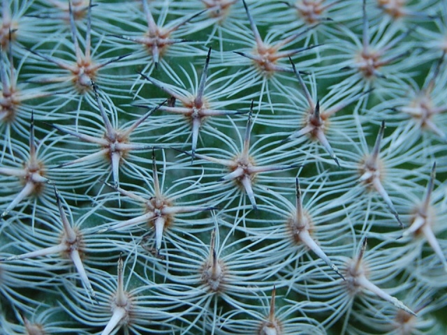 from a greenhouse near ventimiglia - italy 2778-214