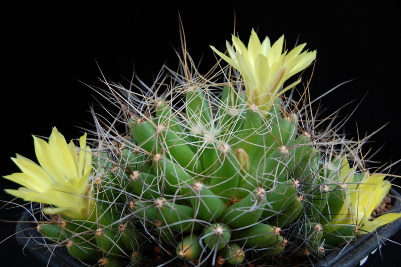 Mammillaria longimamma 3048-210