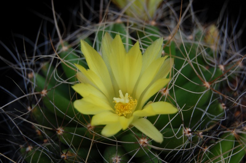 Mammillaria longimamma 3048-211