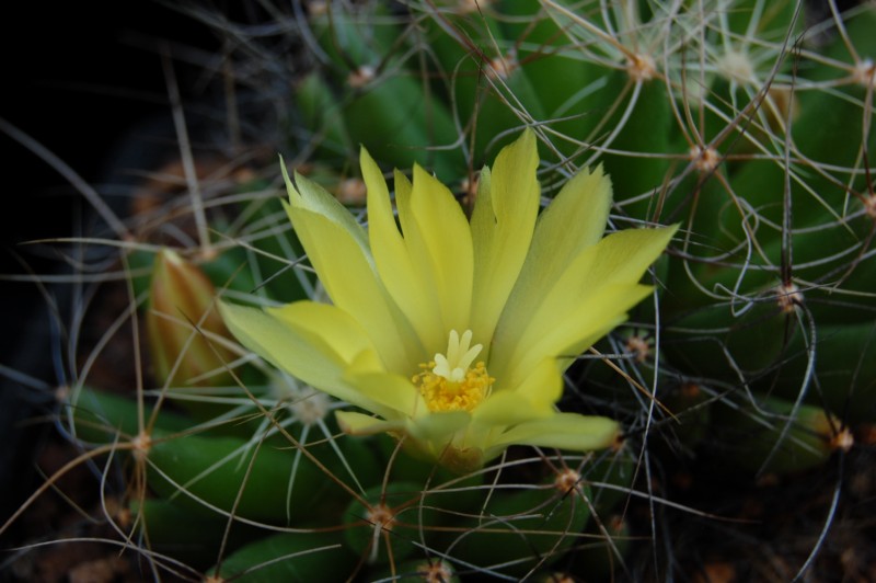 Mammillaria longimamma 3048-212