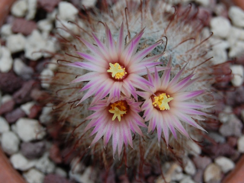 Mammillaria  garessii 3116-213