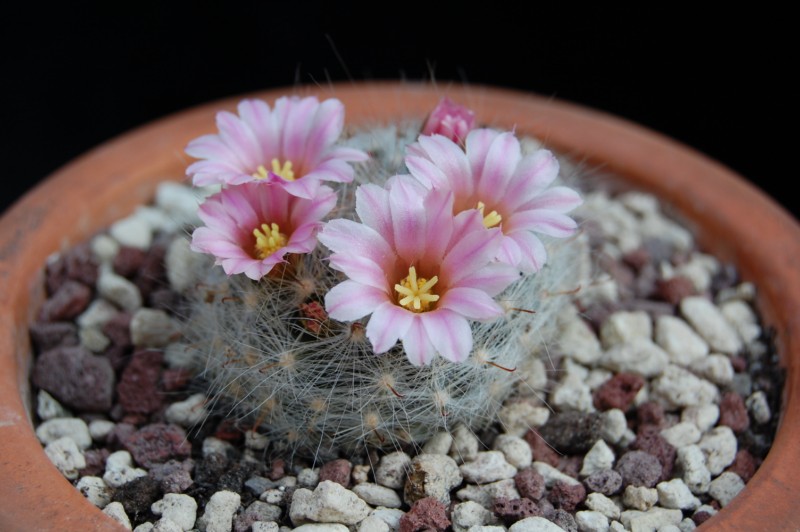 Mammillaria glassii 3122-g10