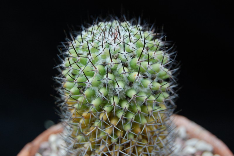 Mammillaria kewensis 3457-k11