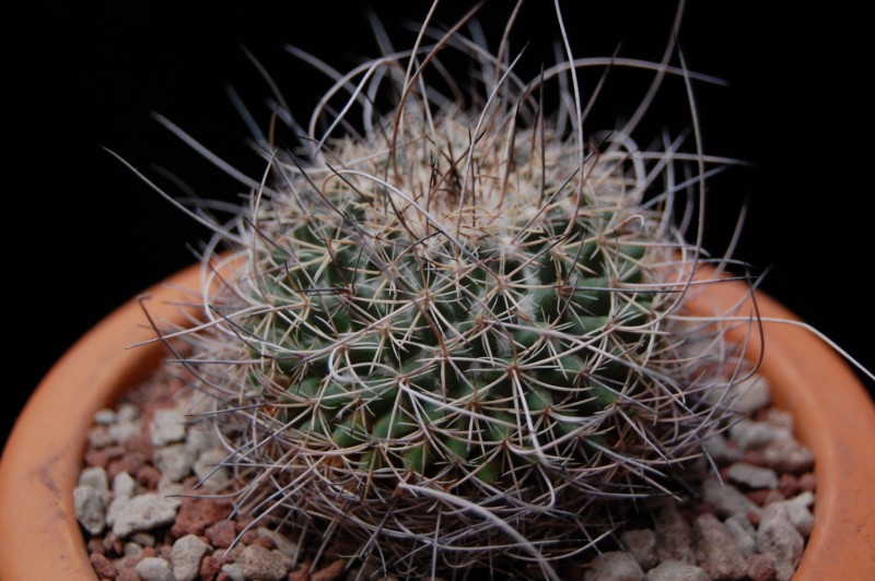 Mammillaria mystax 3702-210