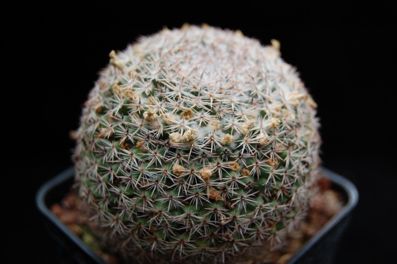 Mammillaria arroyensis Arroje10