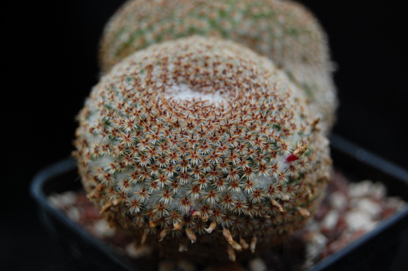 Mammillaria crucigera Crucig11